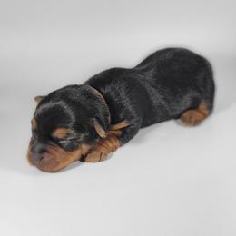 Tan collar girl - Black and tan female Yorkshire Terrier puppy in Jacksonville, Florida from Yorkieology