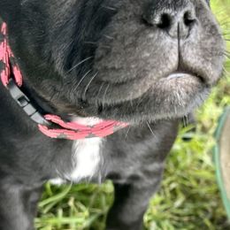 Staffordshire Bull Terriers from Legacy Kennels