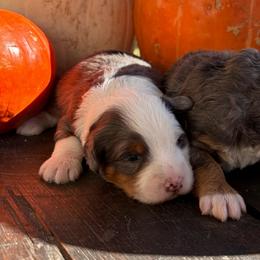 Wilbur - Merle male Bernedoodle puppy in Mesick, Michigan from Minnie's UpNorth Doodles