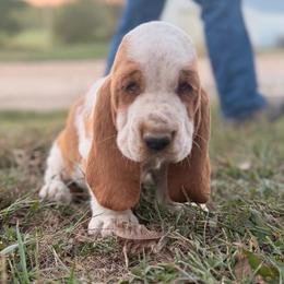 Orange- MC 60 - Red and white male Basset Hound puppy in Conway, Missouri from Ozark Mountain Kennel