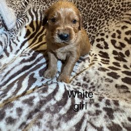 White collar girl - Dark golden female Golden Retriever puppy in Buchanan, Georgia from Morgan’s Heart of Gold Retrievers