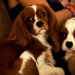Cavalier King Charles Spaniels from Ikis & Grace King Charles Cavelier Spaniels