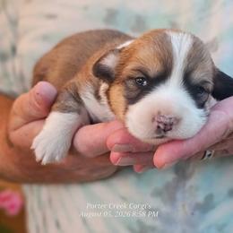 American Corgi Puppies from Porter Creek Corgis
