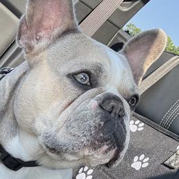 Pepper - French Bulldog