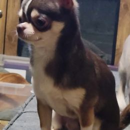 Liam - Chihuahua