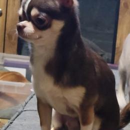 Liam - Chihuahua