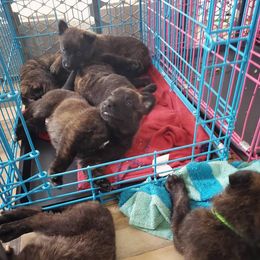 Dutch Shepherd Puppies from Blackcraft K9