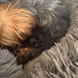 Shylo - Black and tan female Yorkshire Terrier puppy in Ocala, Florida from Dixie Pups