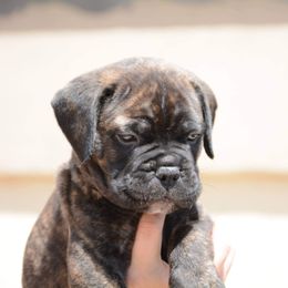 Bullmastiff Puppies from Guardian Angel Bullmastiff