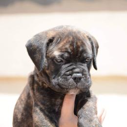 Bullmastiff Puppies from Guardian Angel Bullmastiff