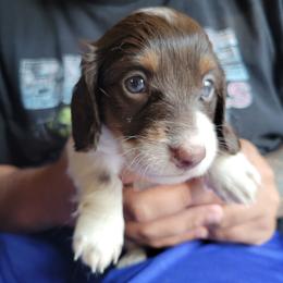 Sage - Piebald male Dachshund puppy in Onalaska, Texas from Weenies on the Lake