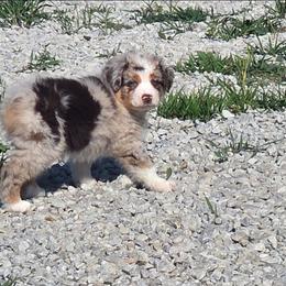 Glider - Red merle female Australian Shepherd puppy in Jameson, Missouri from Sky Creek