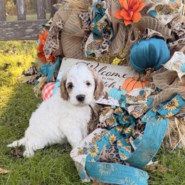 Brown Boy - Parti male Goldendoodle puppy in Covington, Louisiana from MyKy Puppies