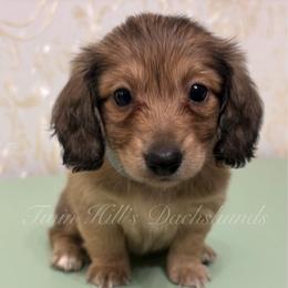 Ariel - Cream female Dachshund puppy in Jonesboro, Illinois from Twin Hills Dachshunds