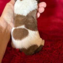 Patsy - Mahogany and white female Basset Hound puppy in Hillsboro, West Virginia from Bear Foot Bassets Of West Virginia
