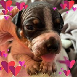 American Hairless Terrier and Chinese Crested Puppies from Gaffers