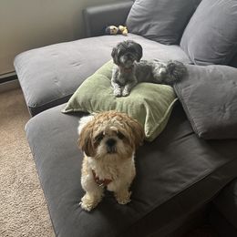 Shih Tzu All Grown Up from Delinda Shih Tzus