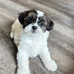 Oreo - Black and white female Mal-Shi puppy in Yulee, Florida from Malshipoos