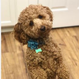 Assorted Doodle Crosses, Cavalier King Charles Spaniels, Cavapoos, Maltipoos, and Poodles from Little Teton Doodles