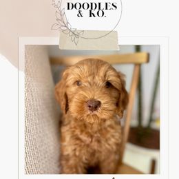 Australian Labradoodle and Labradoodle Puppies from Doodles_Ko