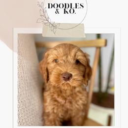 Australian Labradoodle and Labradoodle Puppies from Doodles_Ko