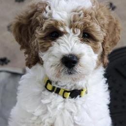 Goldendoodle Puppies from Cherry Lane Farm
