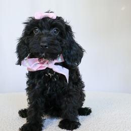 Rhea - Black and white female Cavapoo puppy in Apopka, Florida from Rae Precious Puppies