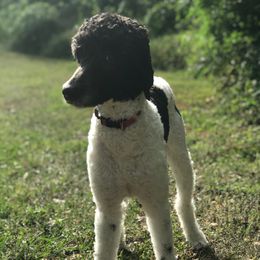 Panda - Poodle