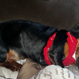 Jezebel - Dachshund
