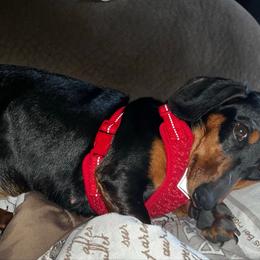 Jezebel - Dachshund