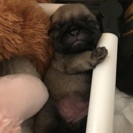Pug Puppies from Pickwick Pugs