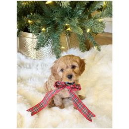 Cavapoo Puppies from Timpview Cavapoos