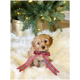Cavapoo Puppies from Timpview Cavapoos