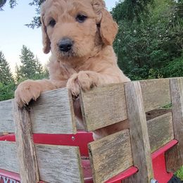 Aussiedoodles and Poodles from Aussiedoodles by Maggie