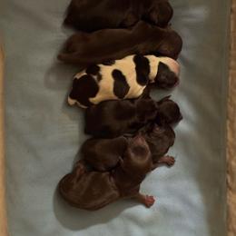 Puppy 5 - Chocolate, tan and white female Yorkshire Terrier puppy in Elizabeth, Indiana from Dwayne’s Yorkshire Terriers