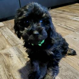 Smoky - Black and tan male Cavapoo puppy in Eau Claire, Wisconsin from Fisher River Doodle's