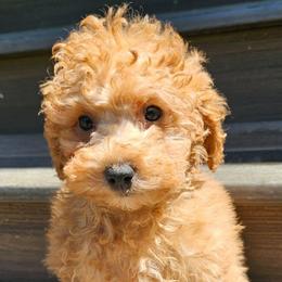 Lars - Red male Cockapoo puppy in Lebanon, Kentucky from Mosaic Merle Doodles