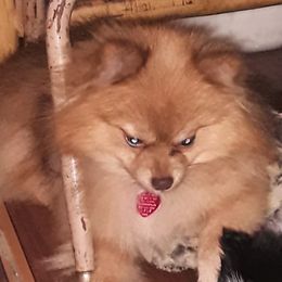 Banner - Pomeranian