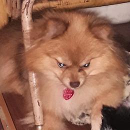 Banner - Pomeranian