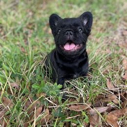 French Bulldog Puppies from Just Us Frenchies