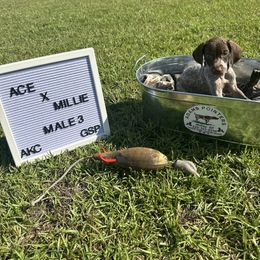 Boy 3 - Liver roan male German Shorthaired Pointer puppy in Mcrae, Georgia from Adams Pointers