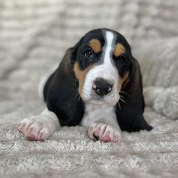 Gummy Bear (yellow) - Brown black and white female Basset Hound puppy in Kingsport, Tennessee from Bear’s Bassets