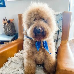 Nash - Goldendoodle