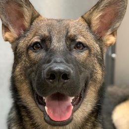 German Shepherd All Grown Up from Angel Oak German Shepherds