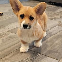 Party - Red male Pembroke Welsh Corgi puppy in Kiowa, Colorado from Cool Water Corgis LLC