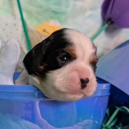 Thomas - Tri-color male Cavalier King Charles Spaniel puppy in Stilwell, Oklahoma from Love Bug Cavaliers