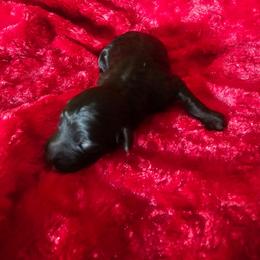 Espresso - Black and white female Aussiedoodle puppy in Vernal, Utah from Adorable Aussiedoodles