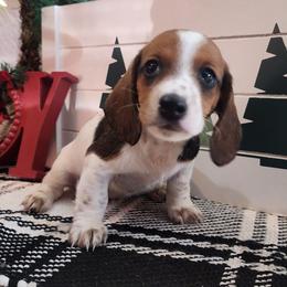 Ann - Piebald female Dachshund puppy in Goodman, Missouri from Jessica's Dashing Dachsunds and Chihuahuas