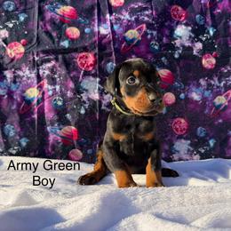 Army Green - Black and rust male Doberman Pinscher puppy in Knox, Indiana from Double River Dobermans