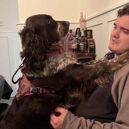 Wynnie - English Springer Spaniel